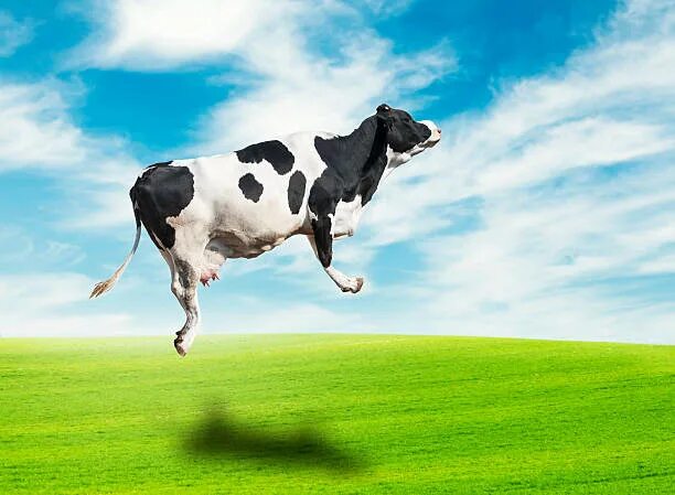 Летающая корова. Летающая корова. Flying cow. Летающий бык. Летучая корова.