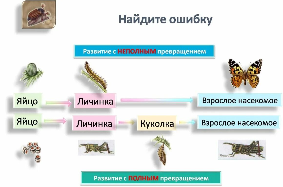 Полное превращение насекомых примеры. Цикл развития насекомых схема. биология схемы развития насекомых с неполным превращением. циклы развития насекомых 7 класс. цикл развития насекомых 4 класс.