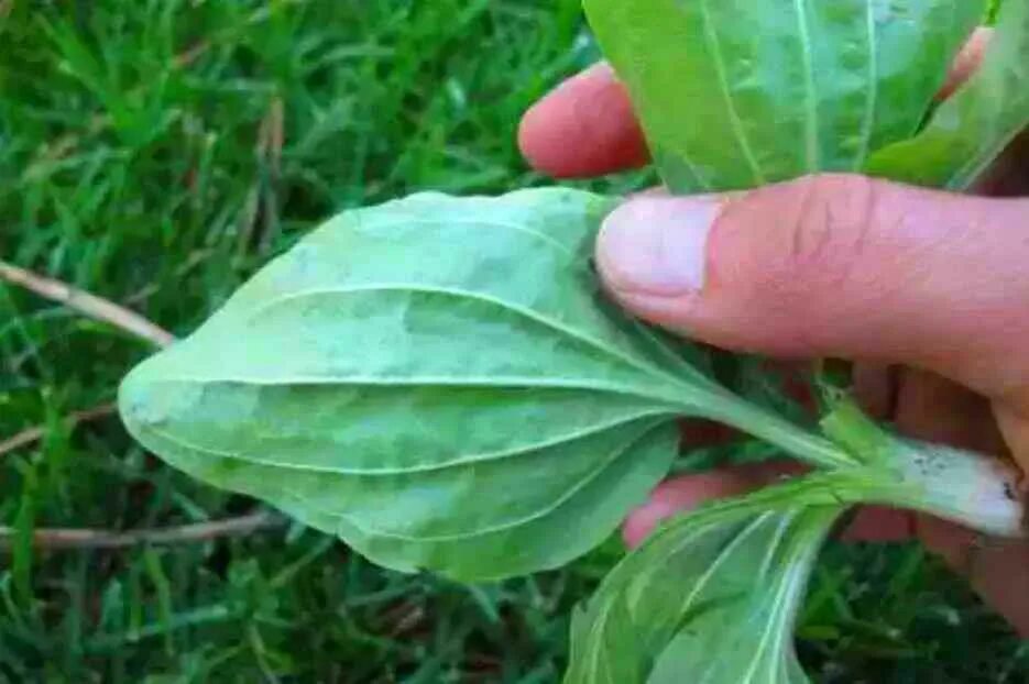 как заварить подорожник. как заварить подорожник. мазь из подорожника. средство из семян подорожника. семена подорожника препарат.