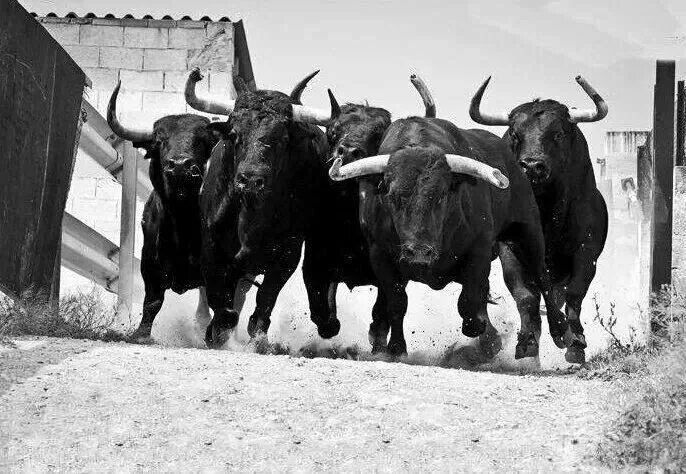 Pin de J D en You Get The Horns Toros de lidia, Toros pintados, Caballos de rejo