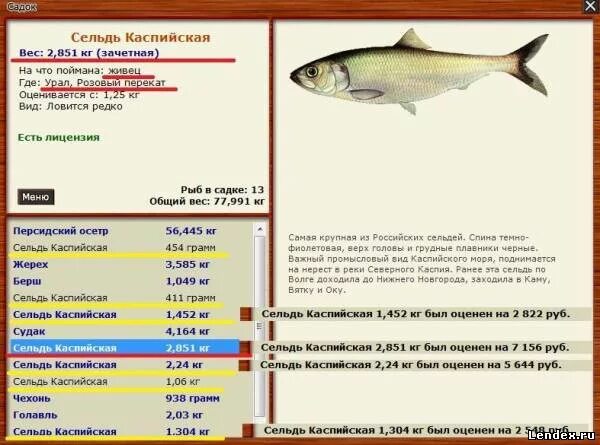 русская рыбалка омуль баргузинский. реальная рыбалка керченская сельдь. рр3 квест сельди. где ловится селедка. донская селедка.