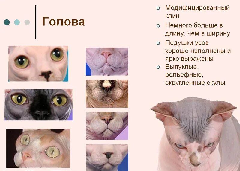 Сфинкс канадский донской и петерболд. Донской сфинкс взрослый. Существует несколько вариантов стандартов породы донской сфинкс. Донской сфинкс и канадский сфинкс. Донской сфинкс рост и вес.