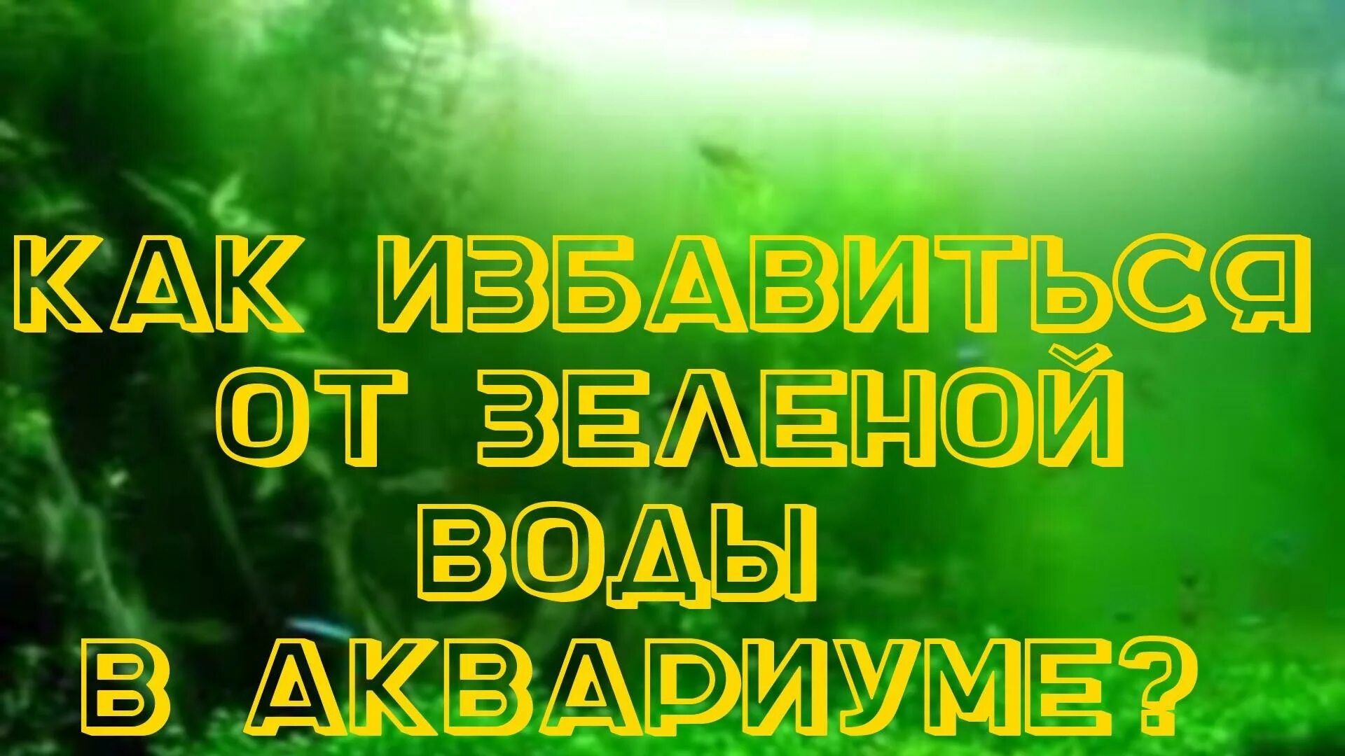 Почему зеленеет вода в аквариуме. Зеленая вода в аквариуме. Почему вода в аквариуме зелёная?. Почему вода зеленеет. Почему позеленела вода