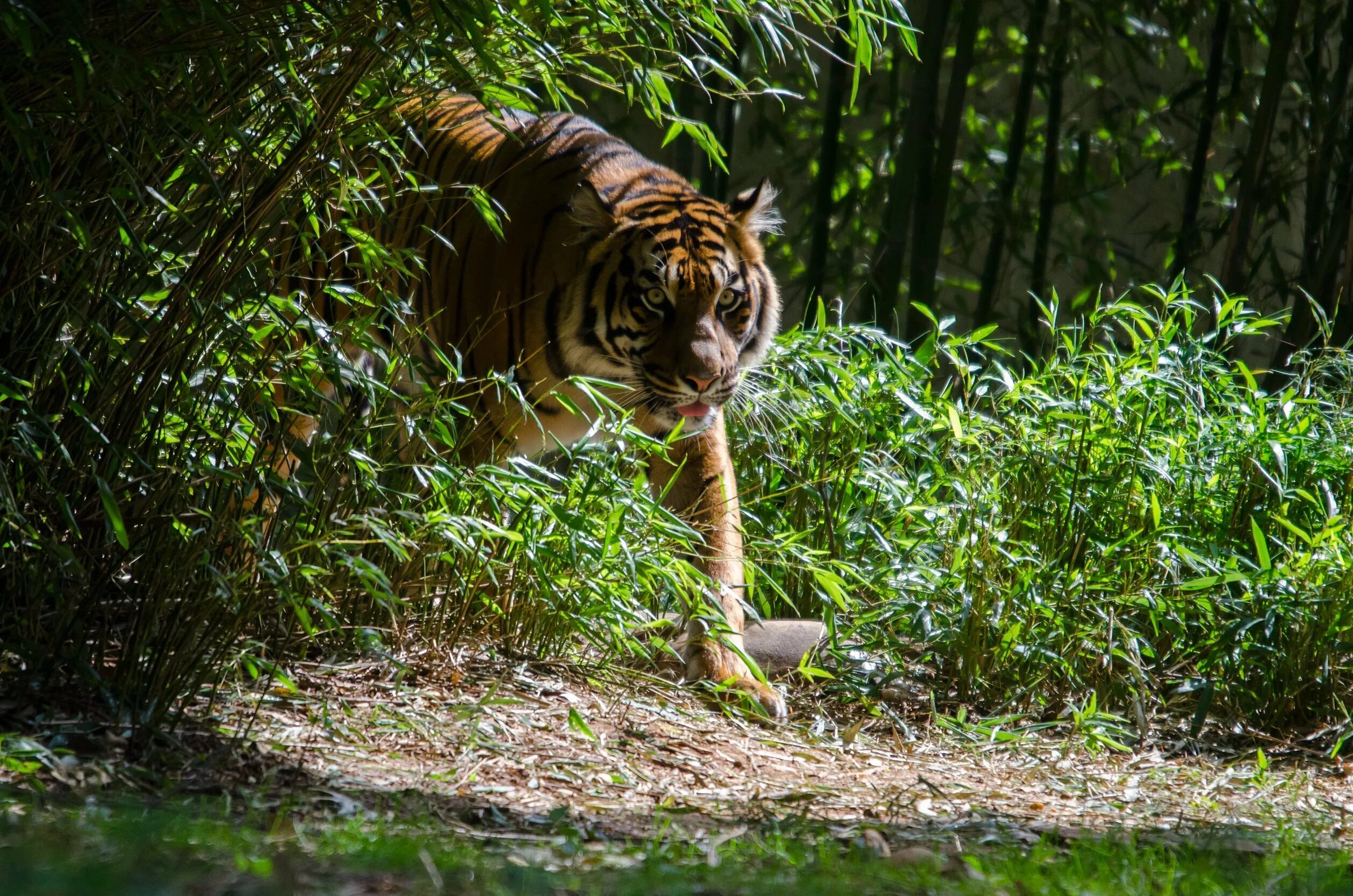 Наблюдая тигра. Тигр тропического леса Индии. Тропические джунгли бенгальский тигр. Тигр в природе. Тигр в джунглях.
