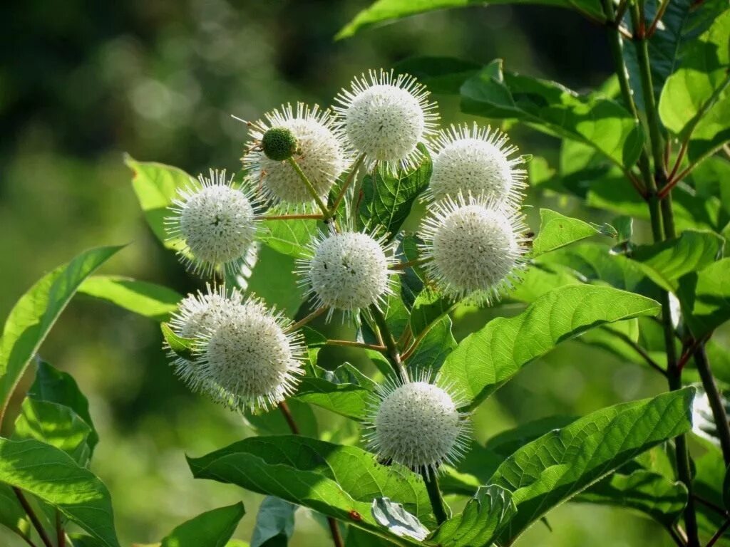 Cephalanthus occidentalis (Buttonbush)