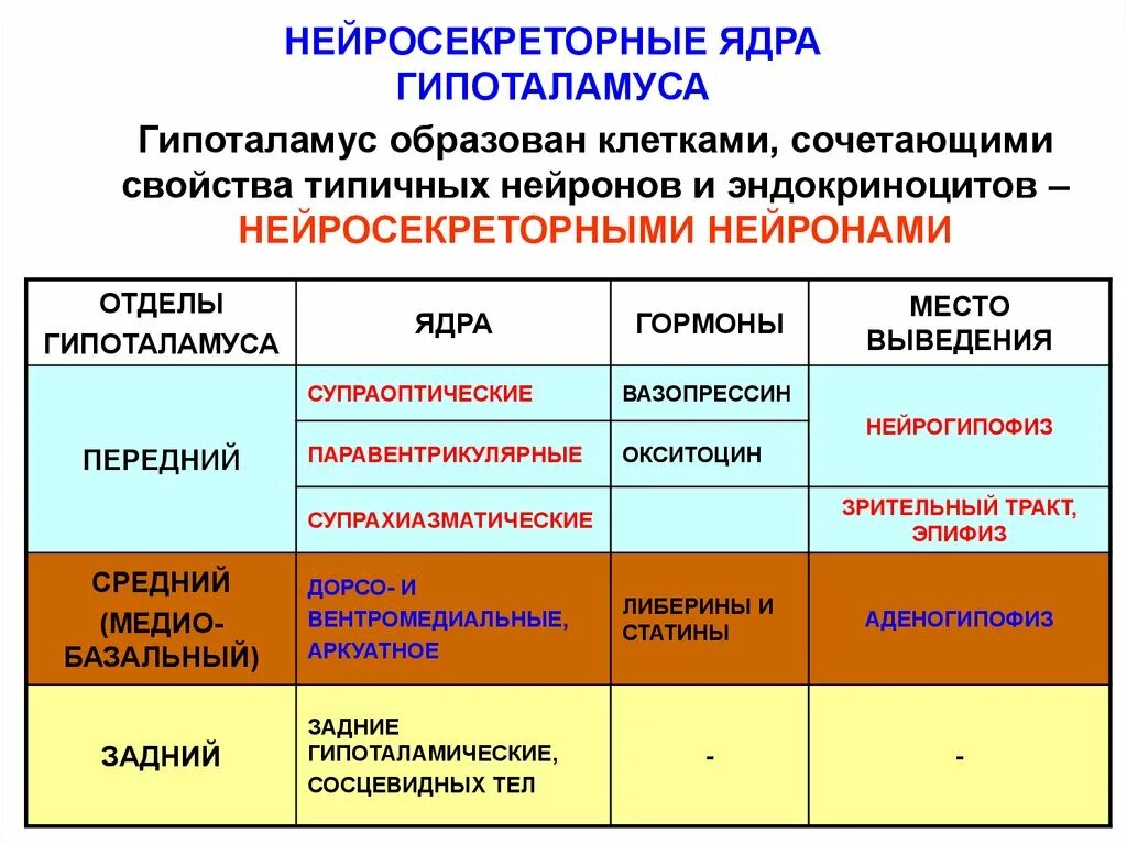 Основные группы эффектов. Основные ядра среднего отдела гипоталамуса. Функция ядер среднего отдела гипоталамуса. Функции передней группы ядер гипоталамуса. Передняя группа ядер гипоталамуса.