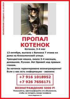 Потерялся котенок