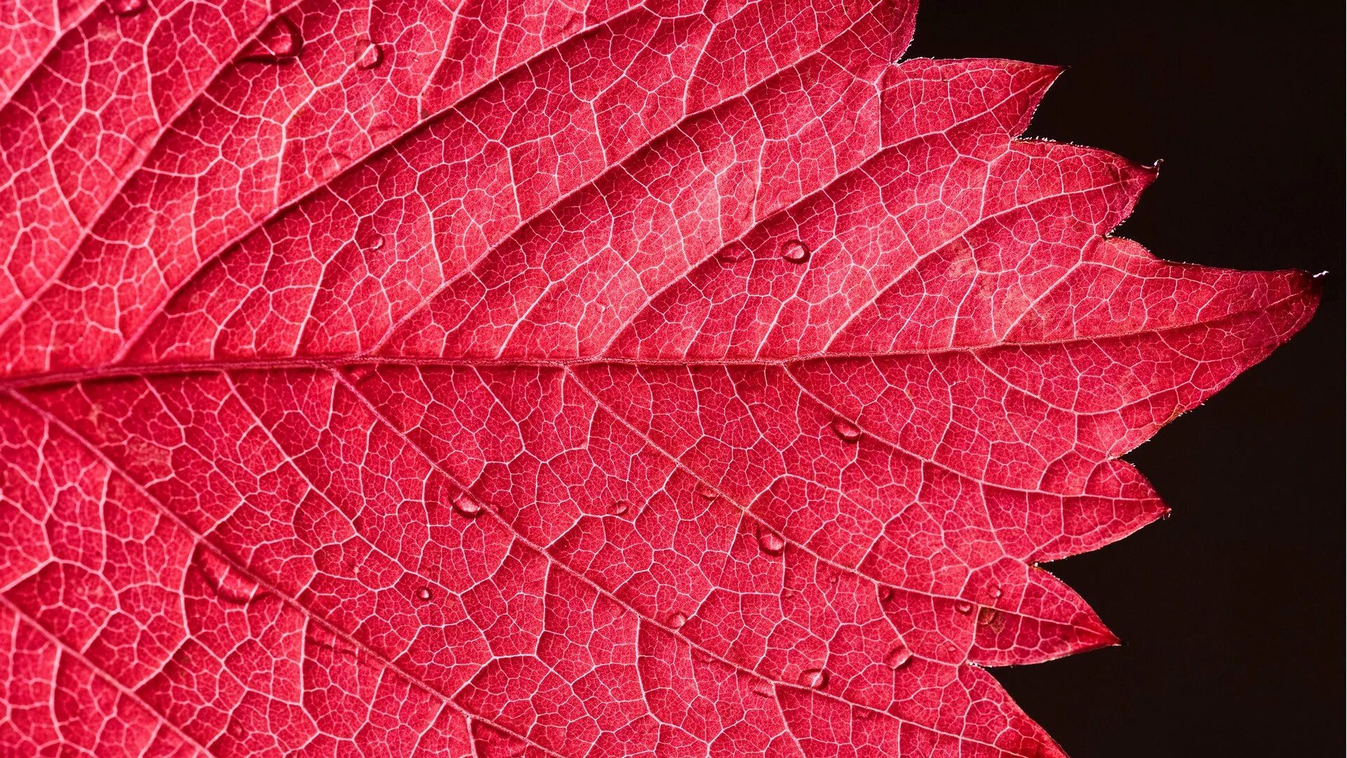Листья краснеют по краям. Текстура листа. Розовый лист. Красный лист. Красивый листок.