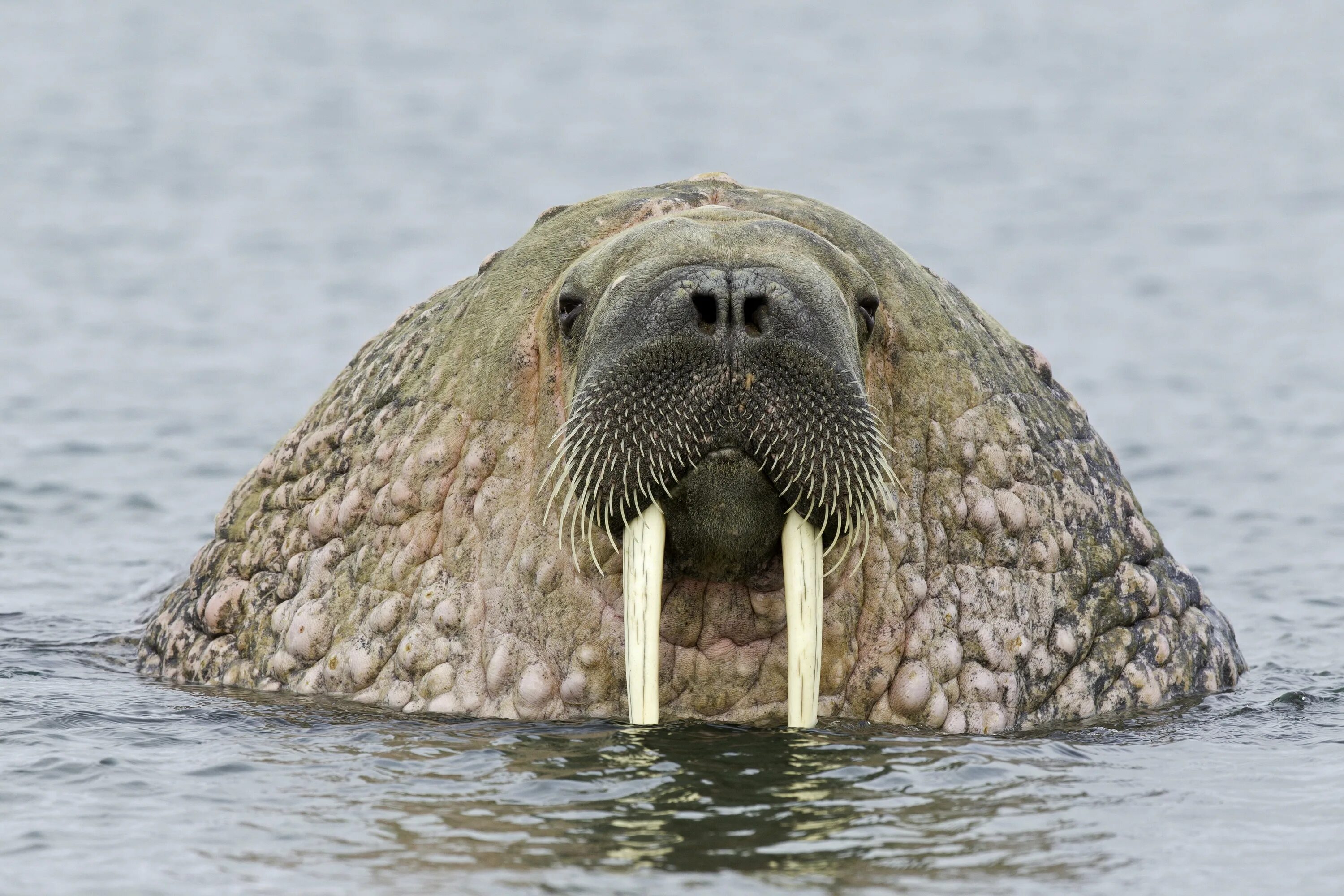 Морж. Морские животные с клыками. Морж хищник. Адаптации моржа.