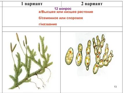 Споровые и семенные