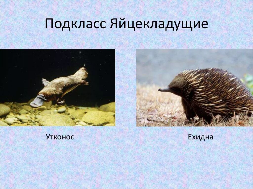 В современной фауне однопроходные млекопитающие представлены. Утконос яйцекладущие млекопитающие. отряд яйцекладущие представители. у однопроходных (яйцекладущих). подкласс яйцекладущие.