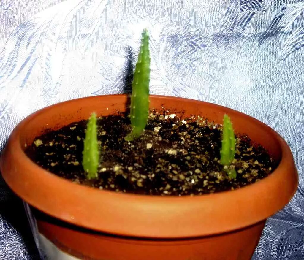 Как вырастить питахайю из семян. Гилоцереус - питахайя. Хилоцереус ундатус. Питахайя семя. Питахайя кактус росток.