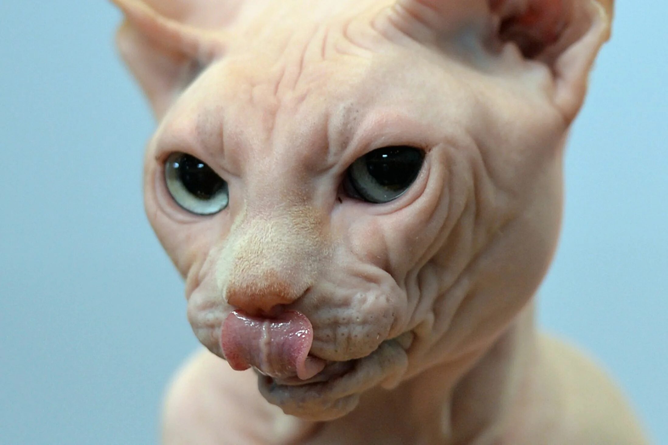 Смешные лысые коты. Лысые коты. смешные сфинксы. смешные лысые кошки. смешной лысый кот.