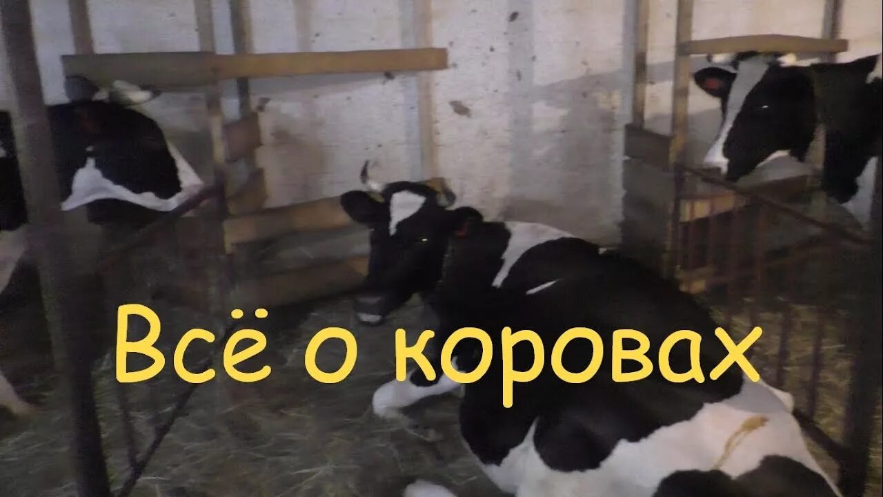 Признаки скорого отела у коровы. Предвестники отела у коровы. Признаки скорейшего отела у коровы. 1 признаки коров