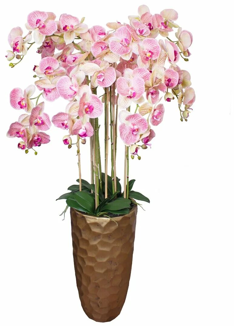 Орхидеи, долгопрудный. Орхидея 11. Фаленопсис l1347. Кашпо конус. Орхидея желто розовая.