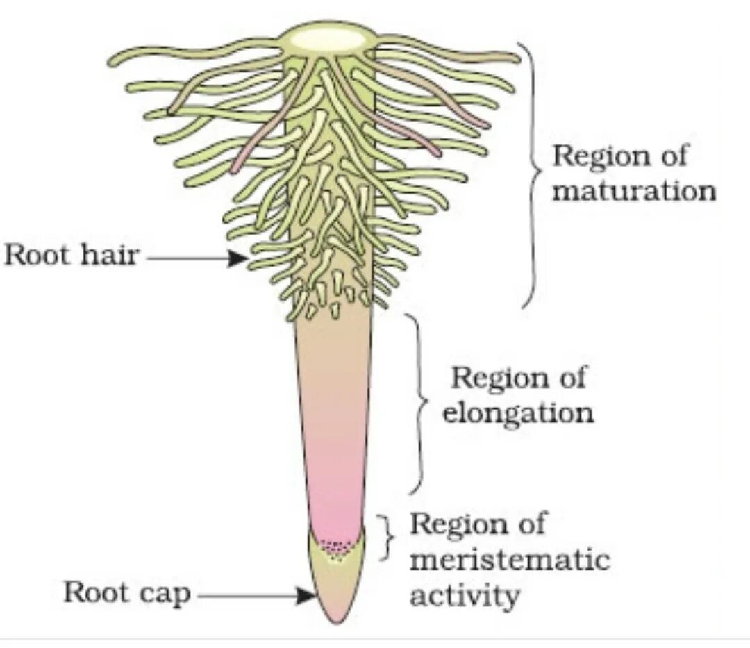 Root recently. Root zones. root system. regions of hair. revascularization of the root.
