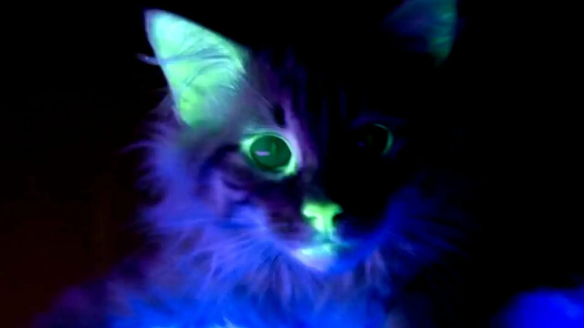 Кошка в темноте. Светящиеся коты. Кошка светится в темноте. Светящиеся коты. Светящиеся кошки.