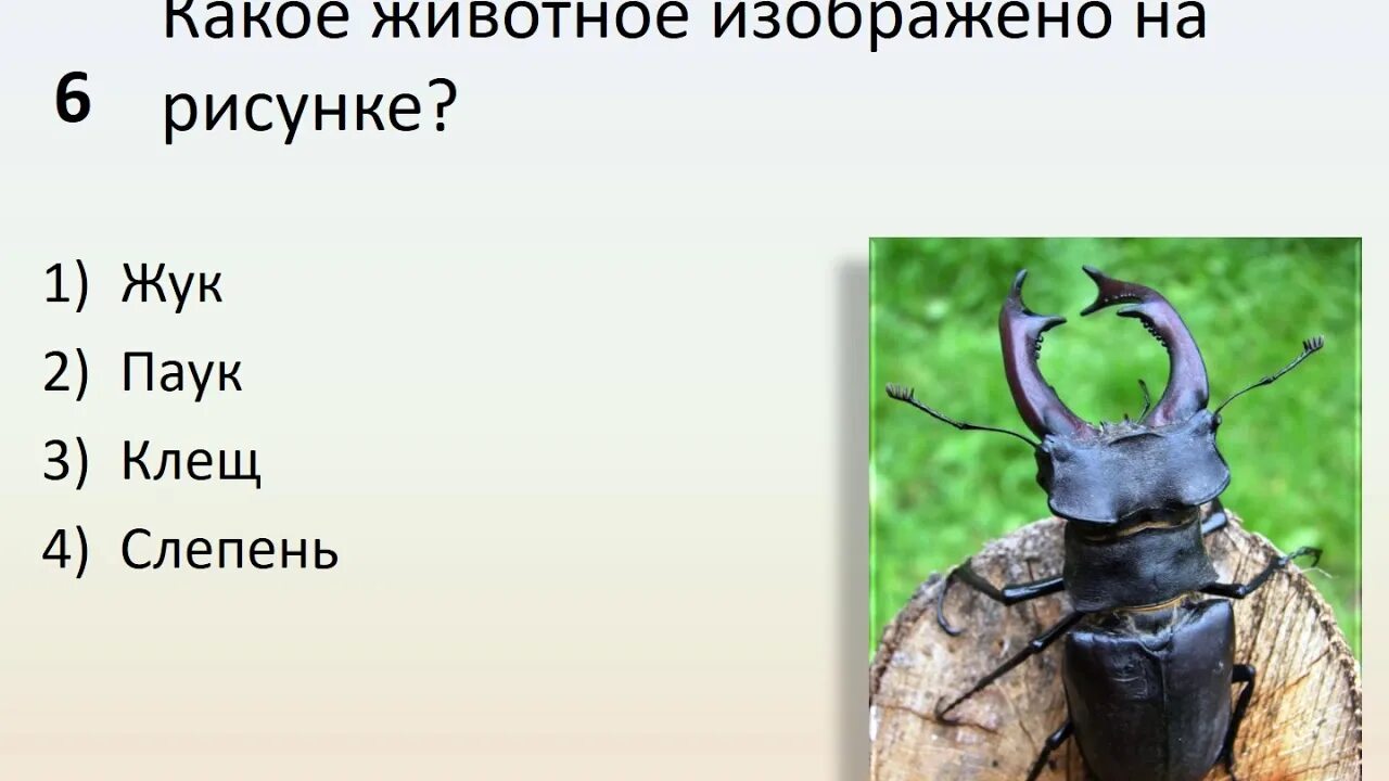 Сколько сидел жуков. Какое животное изображено на рисунке Жук,паук,клещ,слепень. Журнал про Жуков. Представитель какого типа царства животные изображён на рисунке Жук. Жуки и пауки номера.