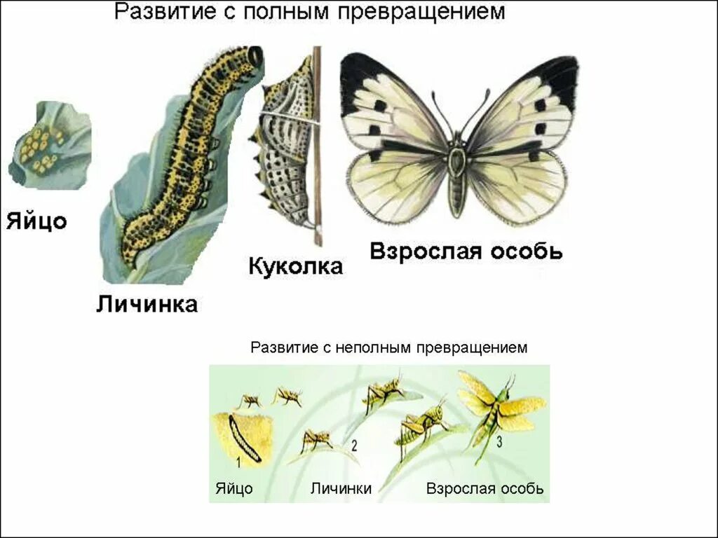 Развитие насекомых с полным превращением и неполным превращением. Стадии развития насекомых, развивающихся с полным превращением. Размножение насекомых с полным и неполным превращением. Метаморфоз насекомых с полным превращением.