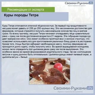 Несушка тетра описание
