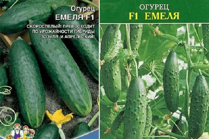 Огурцы Семена Алтая Огурцы - купить по выгодным ценам в интернет-магазине OZON (