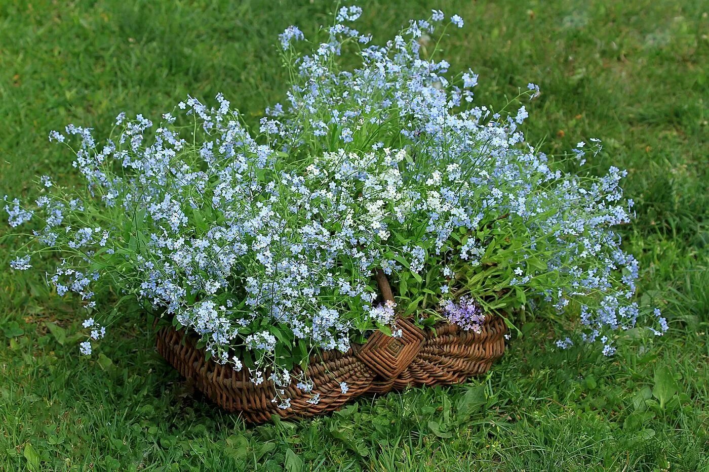 Незабудка Болотная в ландшафте