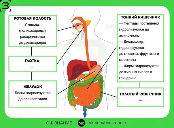 Пищеварительная система человека ЕГЭ по биологии. Пищеварительная система ЕГЭ биология. Система пищеварительной системы ЕГЭ. Пищеварение человека ЕГЭ биология.