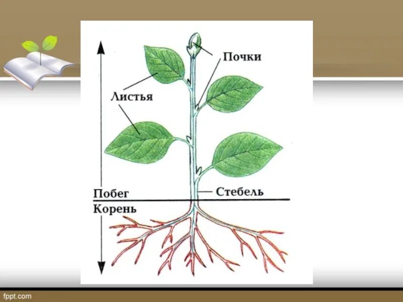 Корни есть листьев нет. Строение органов растений. Органы растения схема. Строение корня и побега. Побег орган растения.