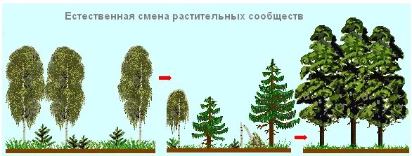 Этапы смены растительного сообщества. Смена растительных сообществ. Схема смены растительных сообществ. Смена растительных сообществ рисунок. Изменения в растительном сообществе.