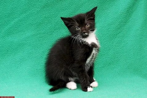 Двухмесячный котенок