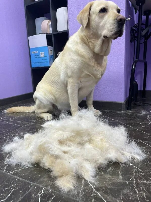 Тбилиси выставка кошек. Пушистый рай. Пушистый рай чита северный. Пушистый рай дата выхода серий. Пушистый рай.