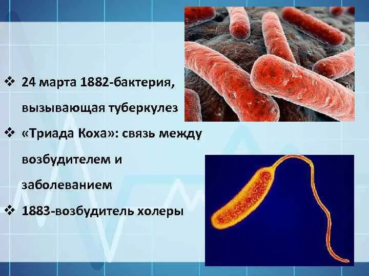 Палочка коха тип дыхания. Болезнетворные бактерии туберкулеза. Палочка коха возбудитель туберкулеза. Туберкулезные паразиты. Микобактерия туберкулеза палочка коха.