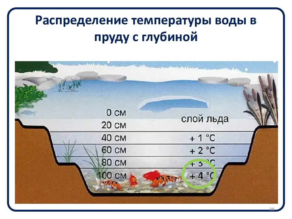 Глубина вопроса. Оптимальная глубина искусственного водоема. Распределение температуры воды в водоеме. Глубина пруда. Распределение температуры воды подо льдом.
