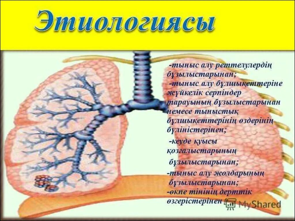 Және тыныс алу. Тыныс алу мүшелері презентация. Туберкулез дегеніміз не.