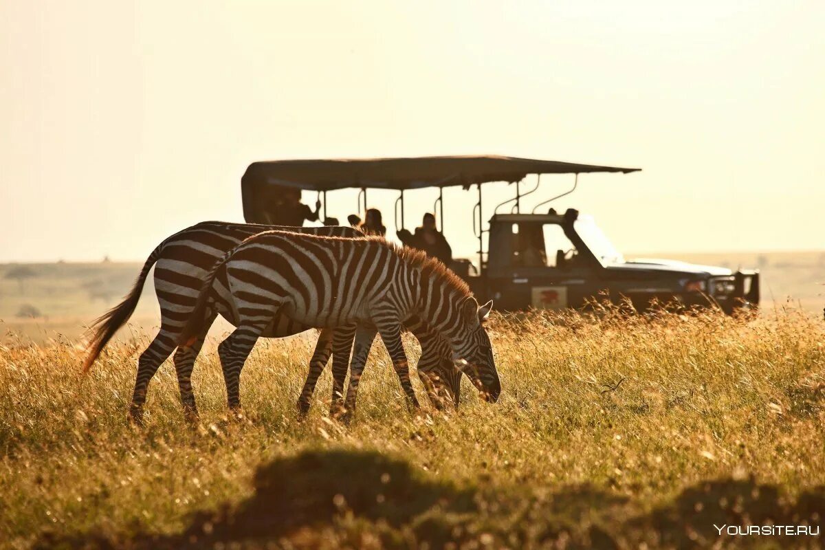 Africa safari. Кения сафари. Сафари в Масаи Маре, Кения. Саванна Дубай сафари.