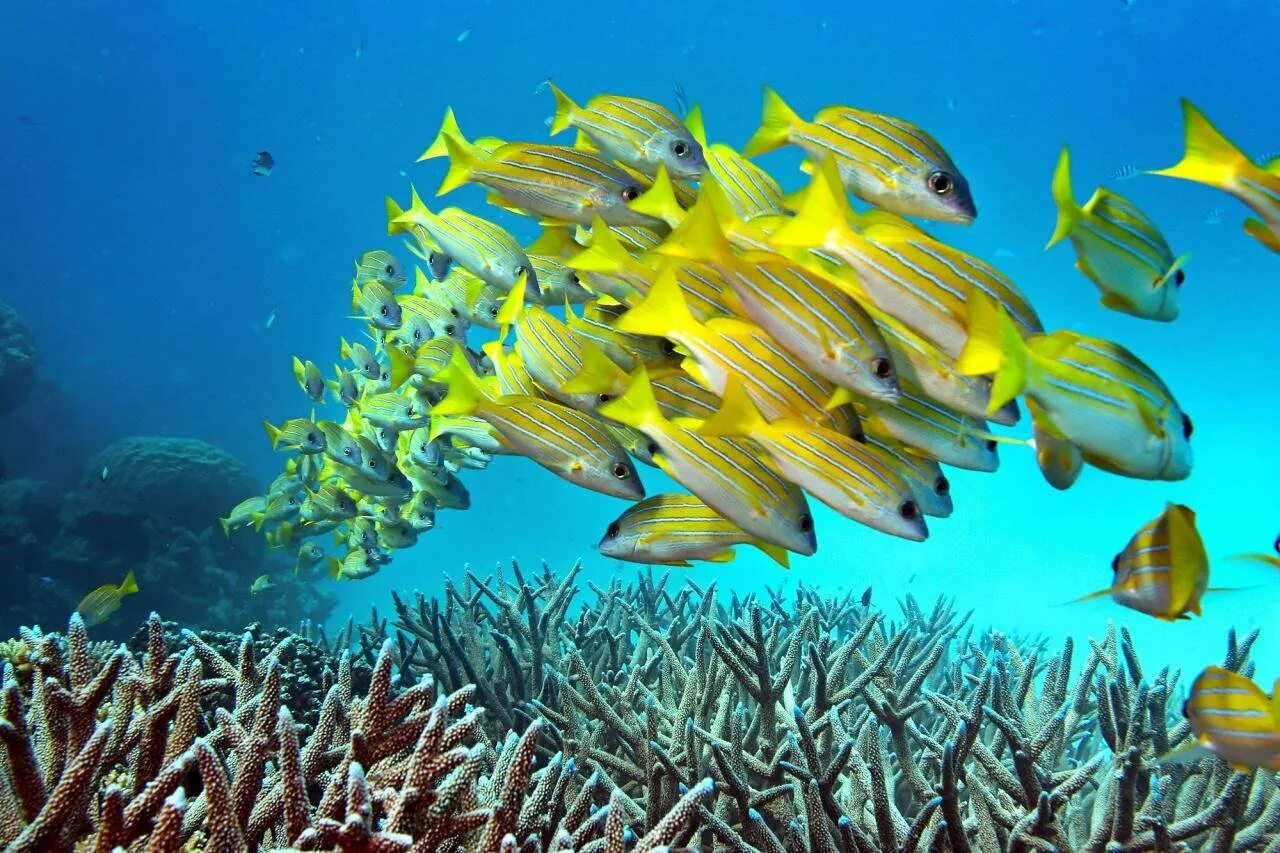Рыбы океана фото. Большой Барьерный риф подводный мир. Большой Барьерный риф Австралия. Обитатели большого барьерного рифа в Австралии. Рыбы барьерного рифа.