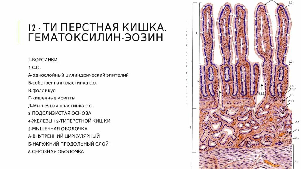 Слизистая оболочка 12 кишки. Препарат 12 перстная кишка кишка гистология. Эпителий тонкой кишки гистология. Слизистая 12 перстной кишки гистология. 12 Перстная кишка гистология препарат с подписями.