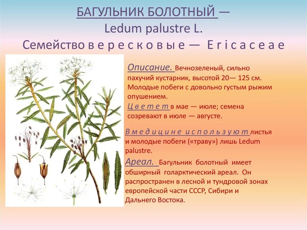 Багульник болотный. Багульник (Ledum palustre). Багульник болотный Ledum palustre l.. Побеги багульника болотного Фармакогнозия.