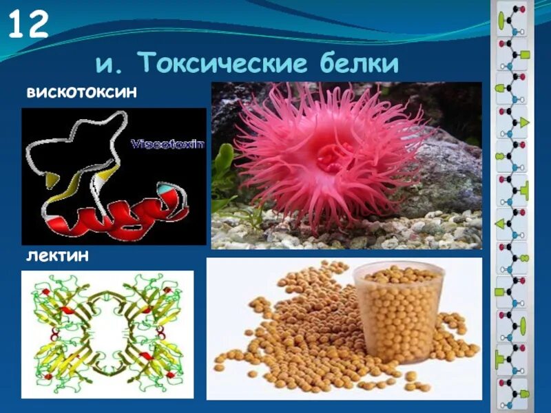 Токсичные белки. Токсичная функция белков. Примеры токсичных белков. Белки токсическая функция. Токсичные белки примеры.