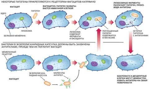 Макрофаги фагоцитоз
