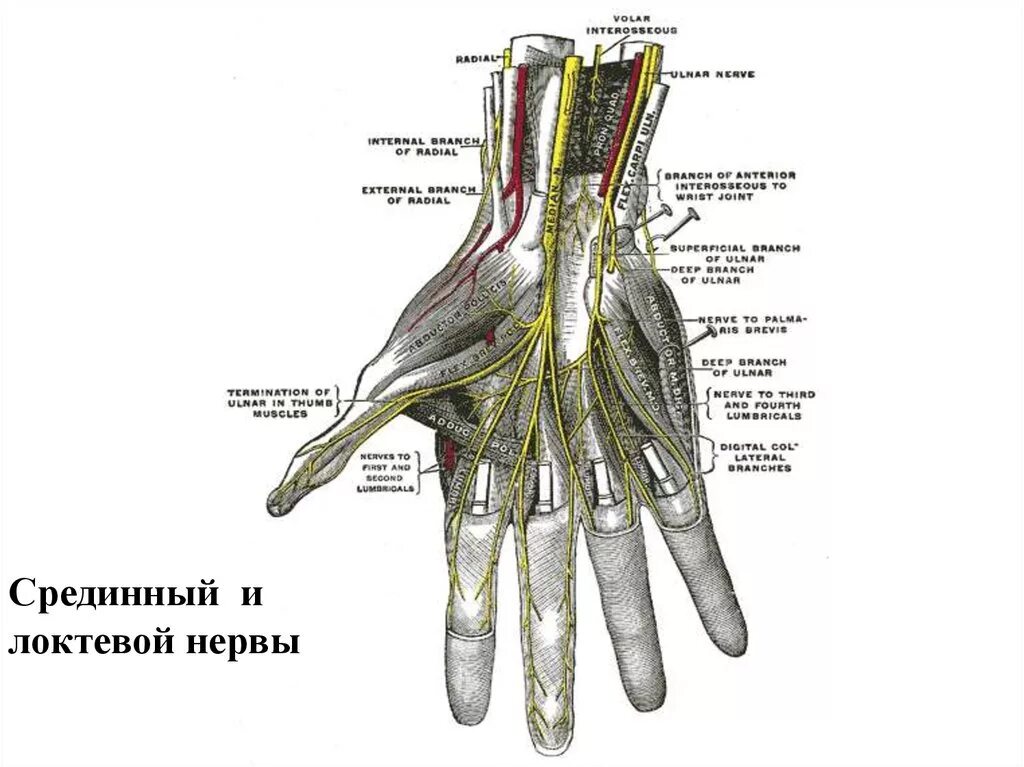 Иннервация локтевого нерва на кисти. Локтевой нерв иннервирует мышцы кисти. Локтевой нерв анатомия иннервация. Иннервация пальцев кисти срединный нерв.