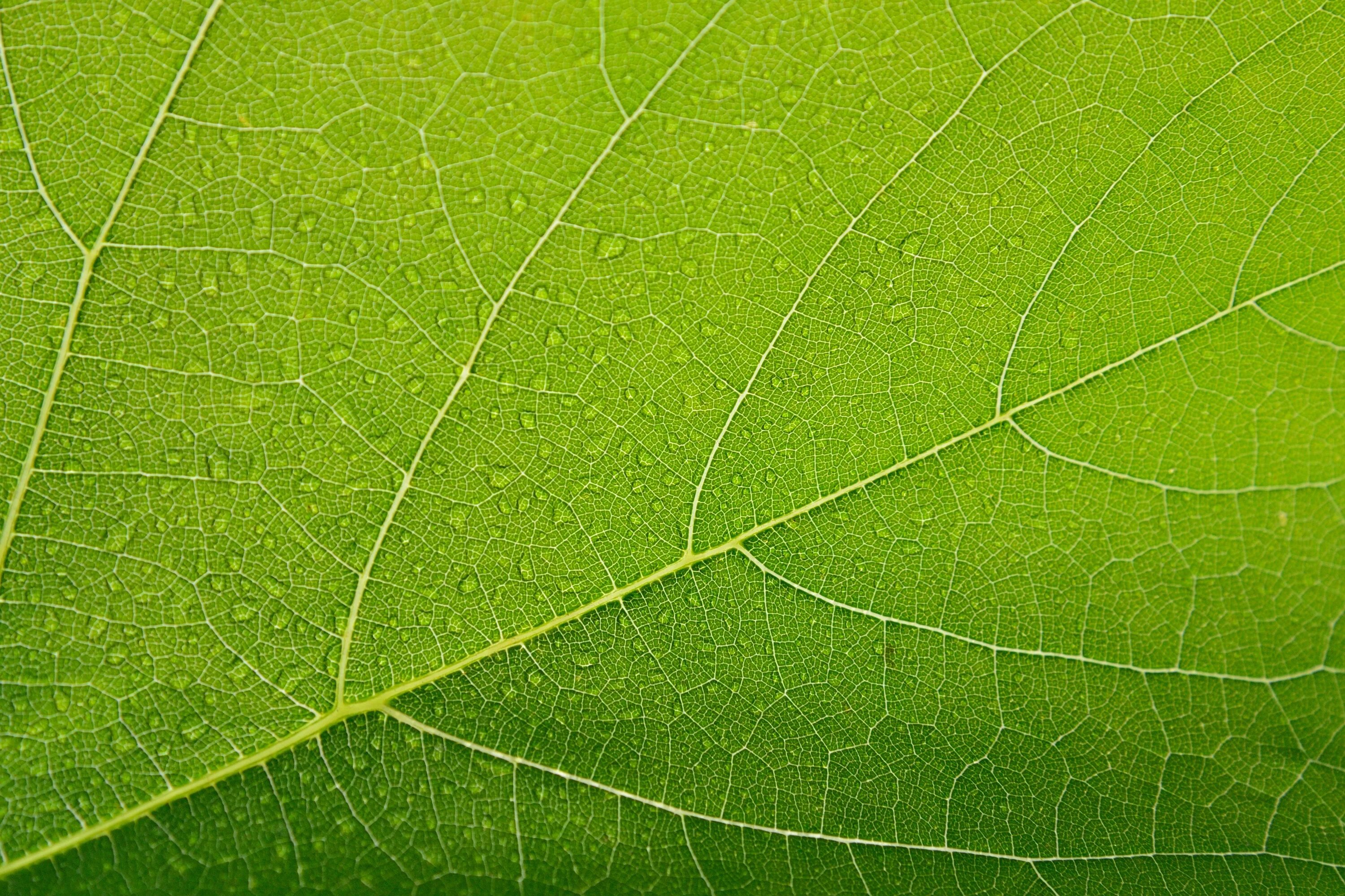 Купить зеленый лист. Зеленый лист. Текстура листа. Текстура листвы. Листья деревьев.