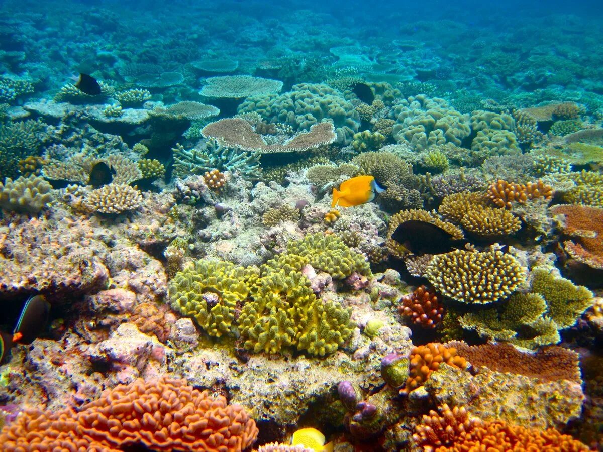 Coral reef s. Коралловый Барьерный риф в Австралии. Большой Барьерный риф (ББР), Австралия. Большой Барьерный риф (the great Barrier Reef). Кораллы большого барьерного рифа Австралия.