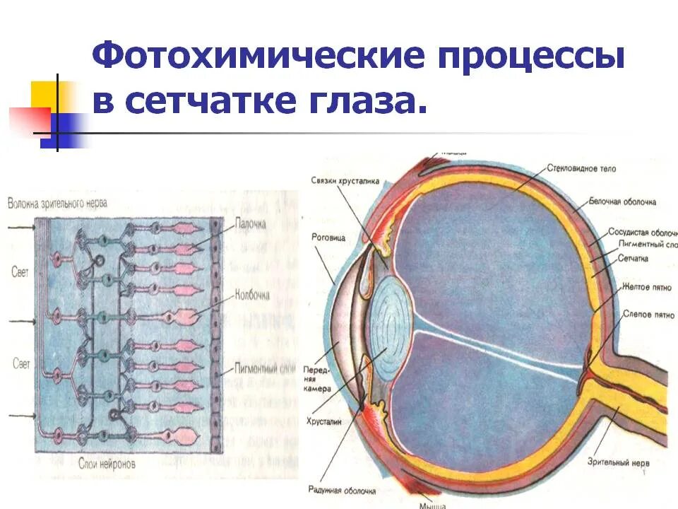 Функции оболочки глаза сетчатка. Строение зрительного анализатора палочки и колбочки. Фотохимические процессы в сетчатке. Фотохимические процессы в сетчатке глаза. Строение сетчатки глаза.