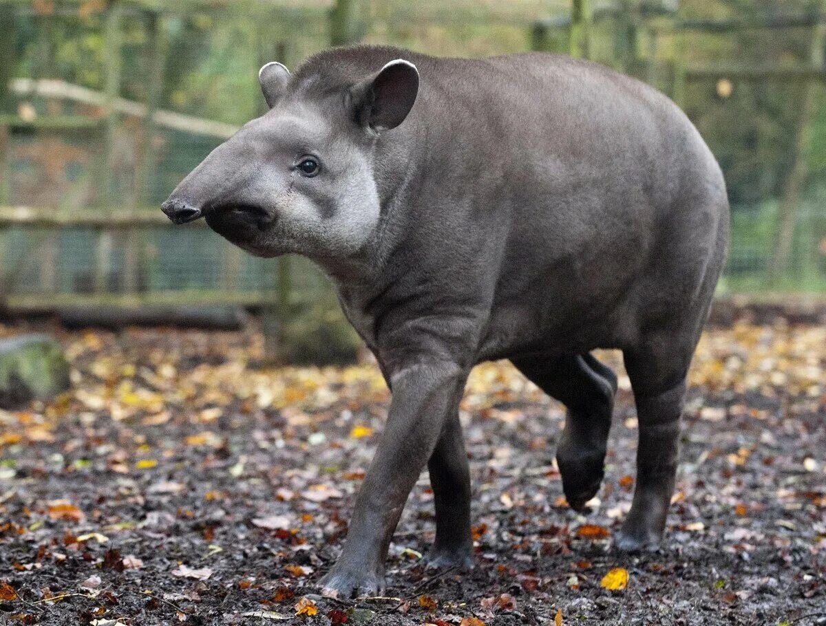 Плотный редко. Горный тапир непарнокопытные. Горный тапир (Tapirus pinchaque). Чепрачный тапир. Центральноамериканский тапир.