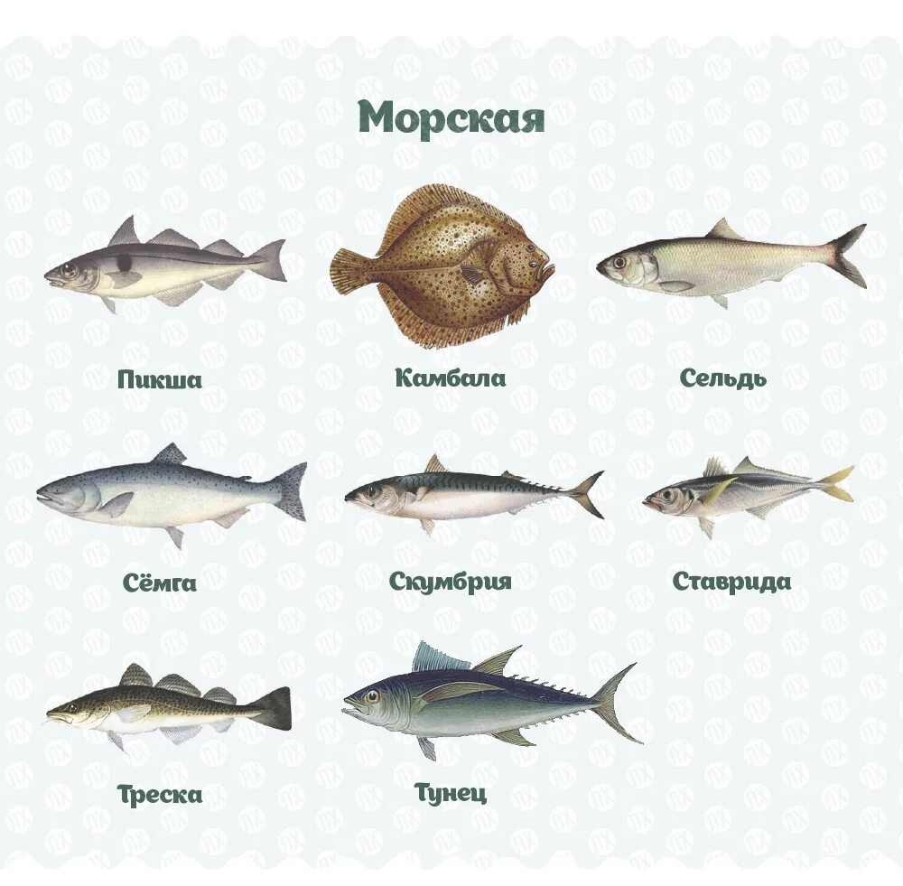 Как отличить рыбу. Рыба тресковых пород перечень название. Виды морских рыб. Морская Промысловая рыба. Рыбы речные и морские с названиями.