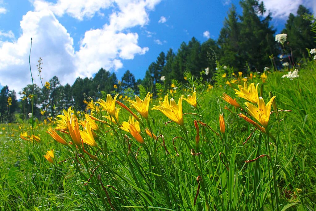 Flora of russia. Алтайский биосферный заповедник растения.