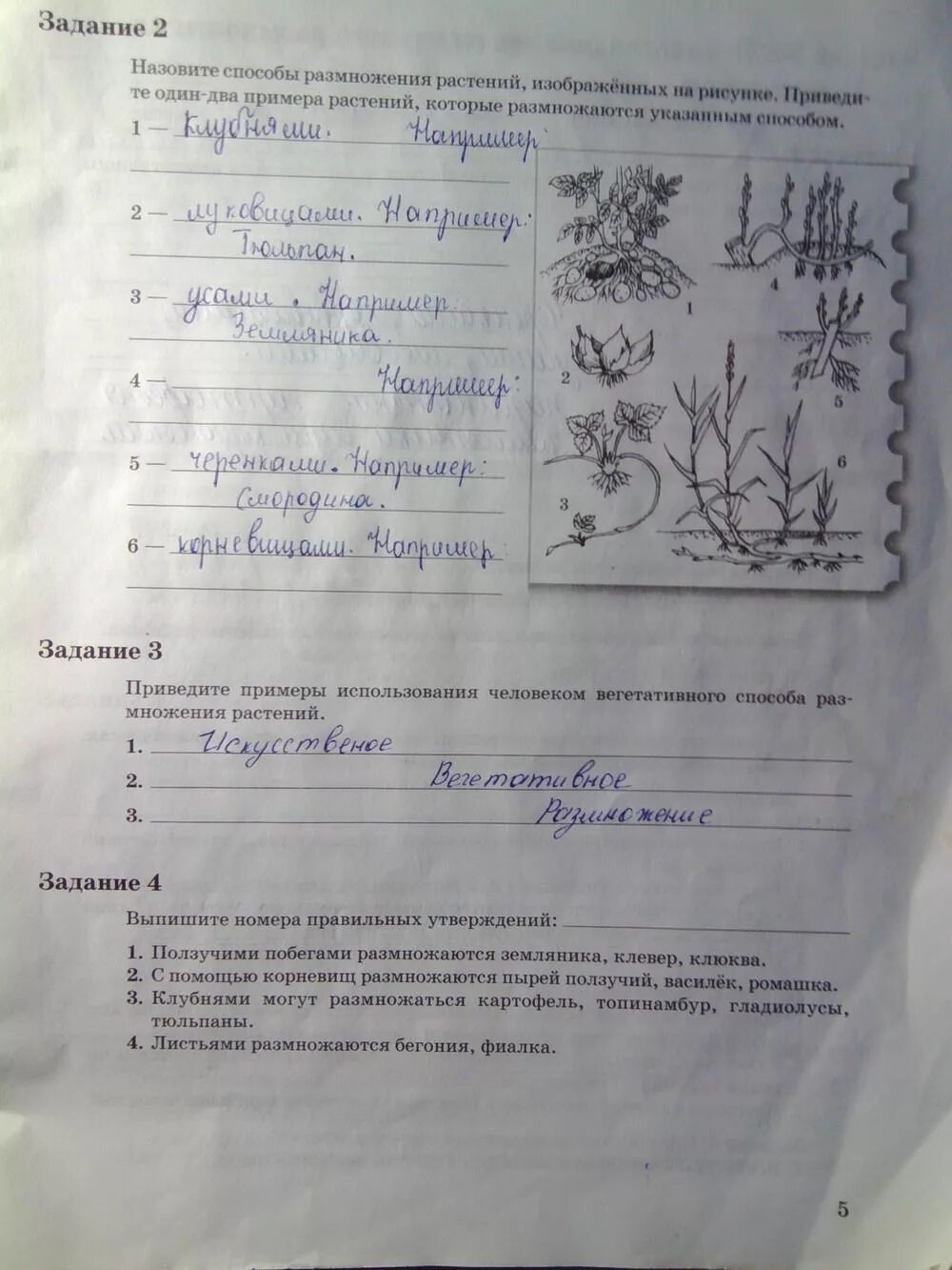 Анализ 6 класс тетрадь. Рабочая тетрадь биология Пономарева Корнилова. Биология 6 класс рабочая тетрадь Пономарева. Пономарева 5 рабочая тетрадь. Биология 5 класс рабочая тетрадь Пономарева.