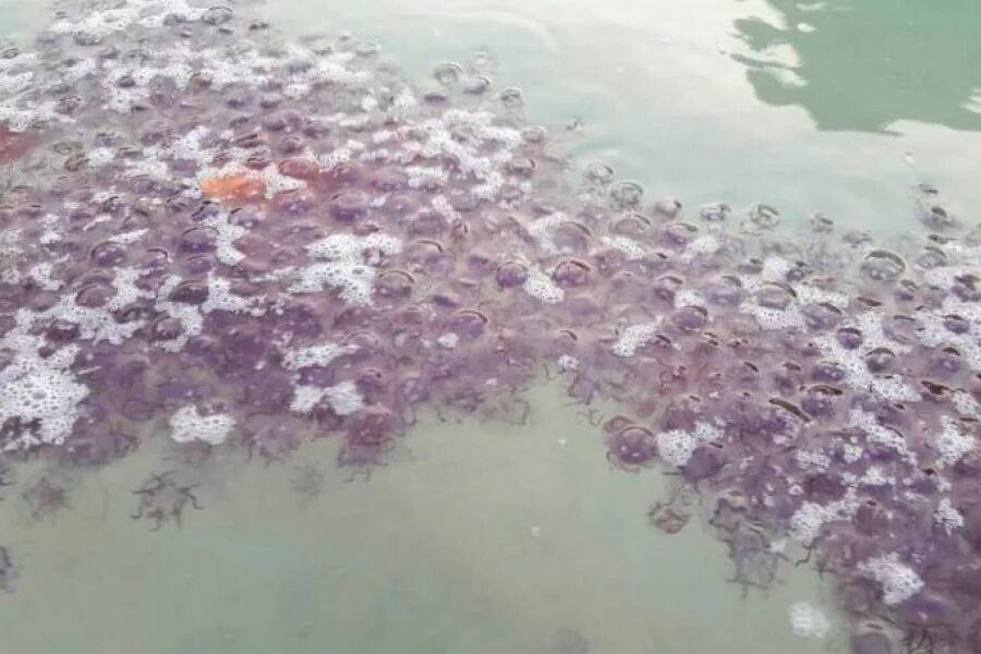 Медузы на пхукете сейчас. Красные медузы в Тайланде.