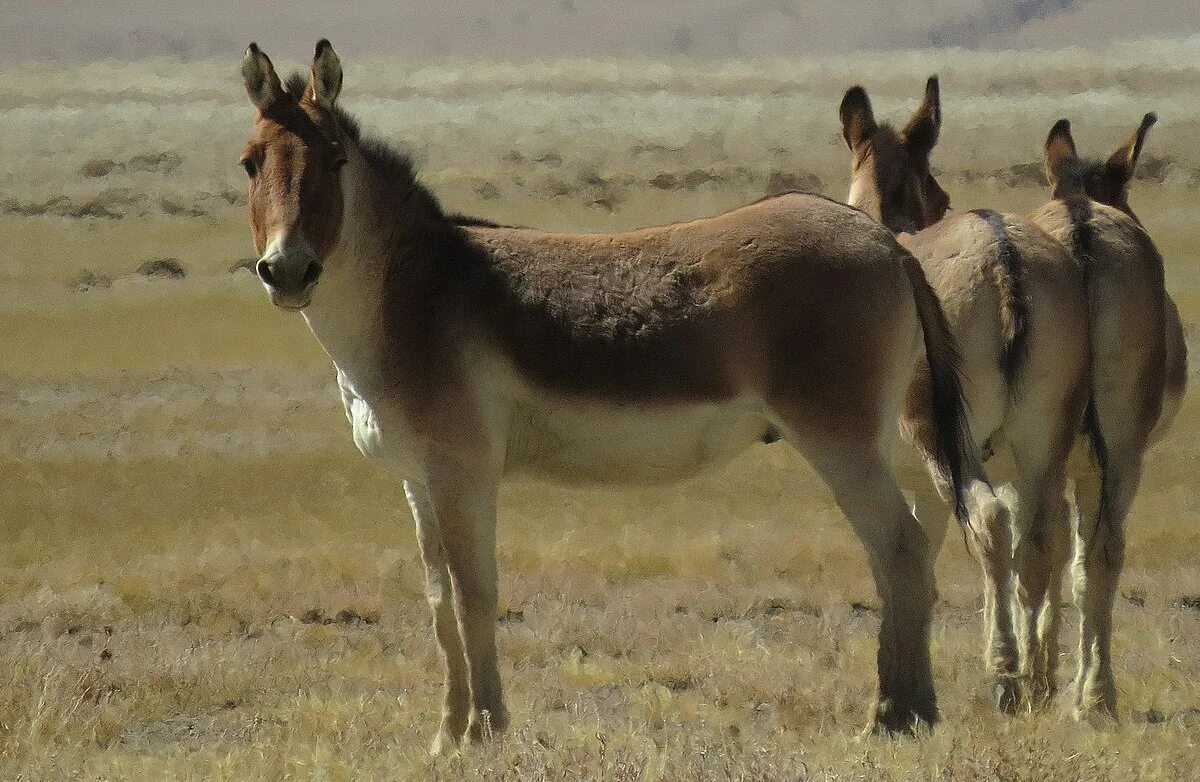 Кианг (Equus Kiang). Тибетский Кианг. Svoekino Кианг. Кианг животное. Дикий осел в центральной азии